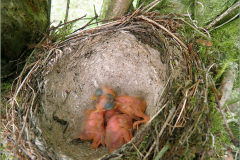 PR_VOG_0001_zanglijsters_juv_turdus viscivorus