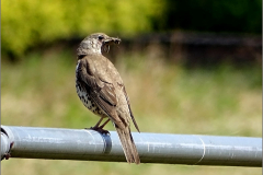 PR_VOG_0003_grote lijster_turdus viscivorus