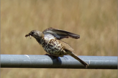 PR_VOG_0006_grote lijster_turdus viscivorus