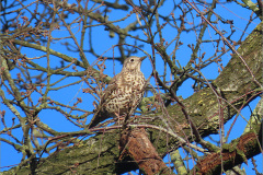 PR_VOG_0007_grote lijster_turdus viscivorus