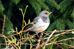 PS_VOG_0001_zwartkeellijster_turdus atrogularis