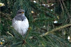 PS_VOG_0002_zwartkeellijster_turdus atrogularis