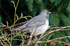 PS_VOG_0003_zwartkeellijster_turdus atrogularis