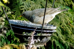 PS_VOG_0005_zwartkeellijster_turdus atrogularis