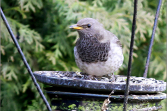 PS_VOG_0006_zwartkeellijster_turdus atrogularis