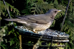 PS_VOG_0007_zwartkeellijster_turdus atrogularis