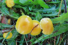 ACE_PDST_0001_elfenwasplaat_hygrocybe ceracea