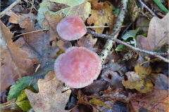 AD_PDST_0001_heksenschermpje_mycena rosea