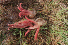 ASI_PDST_0001ag_inktviszwam_clathrus archeri