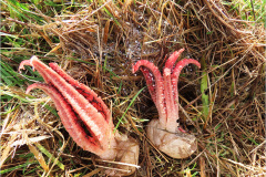 ASI_PDST_0001ah_inktviszwam_clathrus archeri