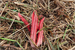 ASI_PDST_0007b_inktviszwam_clathrus archeri