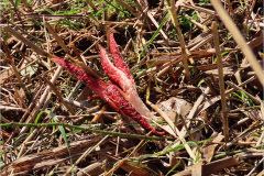 ASI_PDST_0008_inktviszwam_clathrus archeri