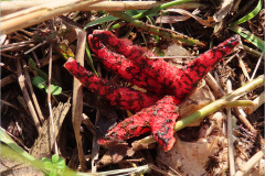 ASI_PDST_0009_inktviszwam_clathrus archeri