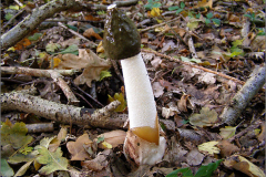 AS_PDST_0003_grote stinkzwam_phallus impudicus