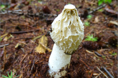 AS_PDST_0007_ grote stinkzwam_phallus impudicus