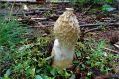 AS_PDST_0008_ grote stinkzwam_phallus impudicus