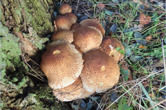 BB_PDST_0001_schubbige bundelzwam_pholiota squarrosa