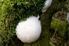 BK_PDST_0001_zilveren boomkussen_reticularia lycoperdon