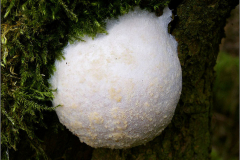 BK_PDST_0002_zilveren boomkussen_reticularia lycoperdon