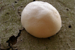 BK_PDST_0003_zilveren boomkussen_reticularia lycoperdon