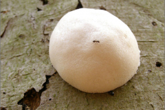 BK_PDST_0004_zilveren boomkussen_reticularia lycoperdon