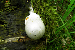 BK_PDST_0010_zilveren boomkussen_reticularia lycoperdon