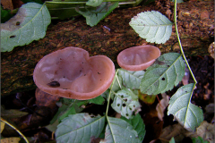 BO_PDST_0001_judasoor_auricularia auricula judae