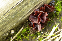 BO_PDST_0004_ judasoor_auricularia auricula judae