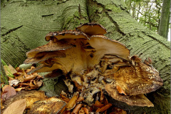 BZ_PDST_0049_reuzenzwam_meripilus giganteus