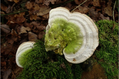 BZ_PDST_0010_witte bultzwam_trametes gibbosa