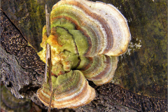 BZ_PDST_0012_elfenbankje p.p._trametes sp