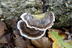 BZ_PDST_0012a_ruig elfenbankje_trametes hirsuta