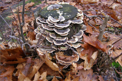 BZ_PDST_0015_elfenbankje p.p._trametes sp