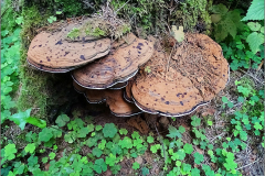 BZ_PDST_0030_platte tonderzwam_ganoderma lipsiense