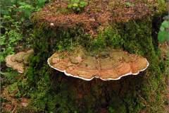 BZ_PDST_0050_platte tonderzwam_ganoderma lipsiense