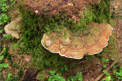 BZ_PDST_0051_platte tonderzwam_ganoderma lipsiense