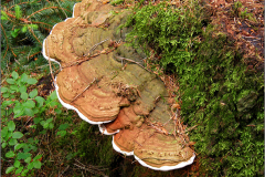 BZ_PDST_0052_platte tonderzwam_ganoderma lipsiense