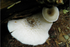 BZ_PDST_0071_tijgertaaiplaat _lentinus tigrinus