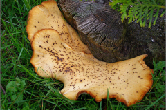 BZ_PDST_0075_zadelzwam_polyporus squamosus