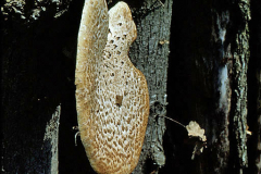 BZ_PDST_0076_zadelzwam_polyporus squamosus