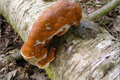 BZ_PDST_0090_vuurzwam sp_phellinus sp