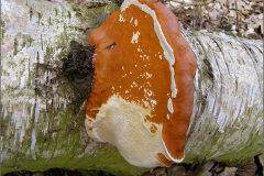 BZ_PDST_0091_vuurzwam sp_phellinus sp