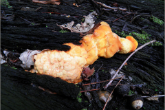 BZ_PDST_0099_zwavelzwam_laetiporus sulphureus