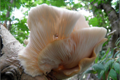 BZ_PDST_0106_gewone oesterzwam_pleurotus ostreatus