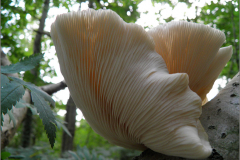 BZ_PDST_0107_gewone oesterzwam_pleurotus ostreatus