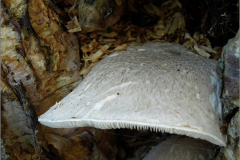 BZ_PDST_0110_schubbige oesterzwam_pleurotus pulmonaris