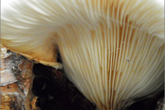 BZ_PDST_0111_schubbige oesterzwam_pleurotus pulmonaris