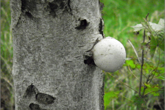 BZ_PDST_0115_jonge berkenzwam_piptoporus betulinus