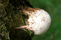 BZ_PDST_0116_jonge berkenzwam_piptoporus betulinus