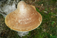 BZ_PDST_0119_berkenzwam_piptoporus betulinus